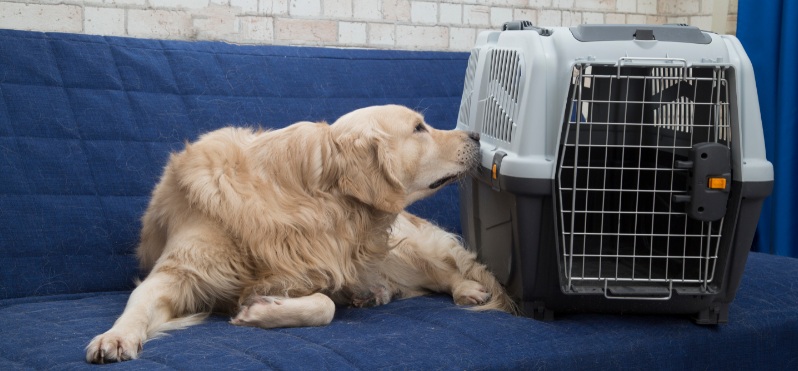 Dog and crate