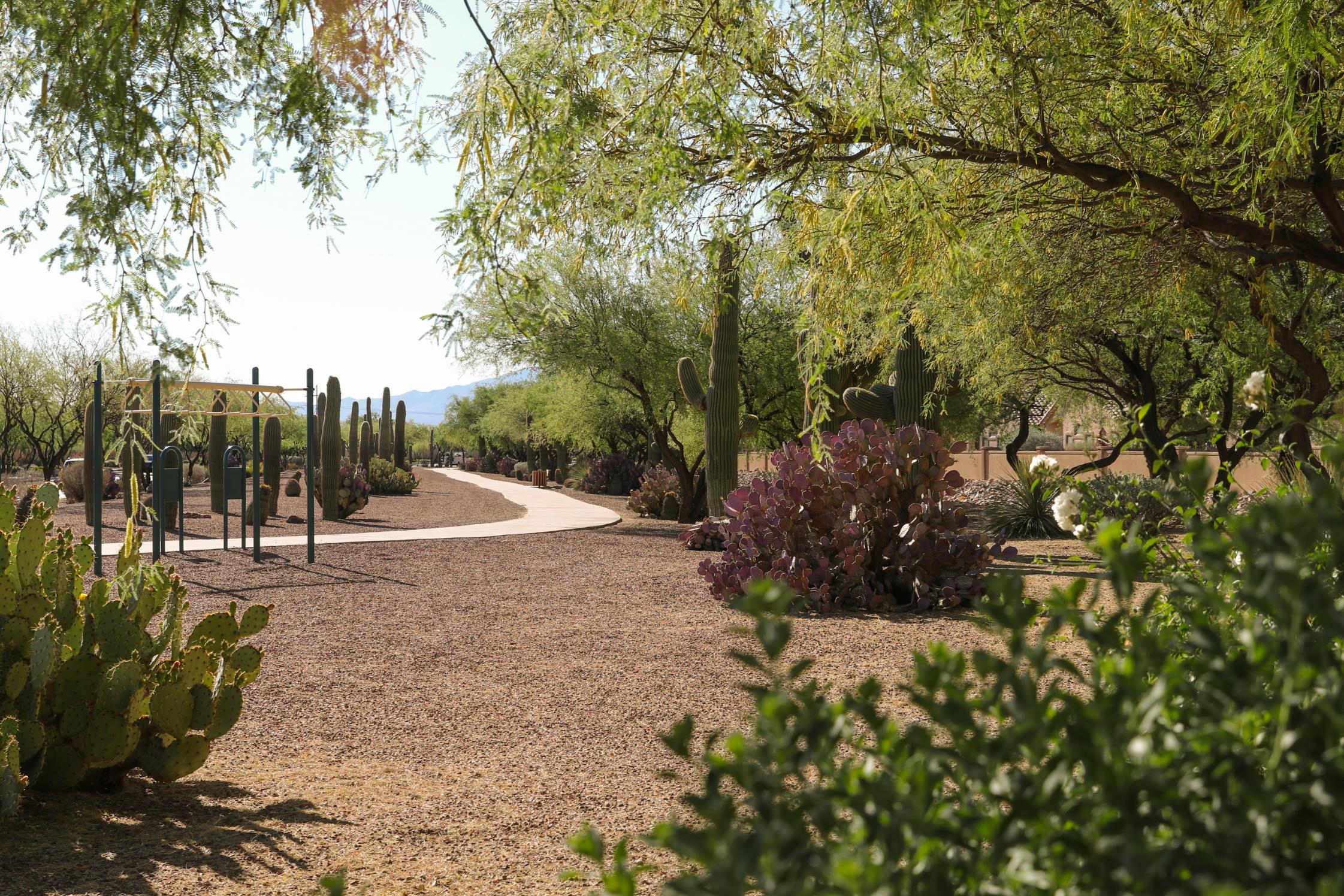 A playground with trees and plants.